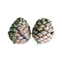 large decorated pine cone for decoration png