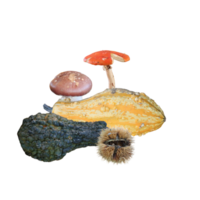 Colorful pumpkins with chestnut hedgehog and mushrooms- png