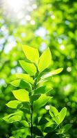 Close up of green leaf in a garden at summer under sunlight with blurred background. Generative AI photo