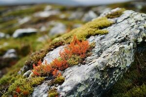 Close up of colorful lichens growing on a rock in the tundra. Various shades of green, yellow, orange, and red, and they contrast beautifully with the gray rock. photo