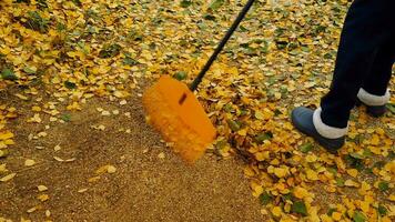 Mens met een hark verzamelt gedaald geel bladeren in herfst, langzaam beweging video