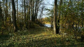 autumn leaves slowly fall, autumn landscape forest, river sunny day video