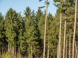 autumn timen in the german muensterland photo