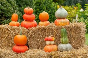 pumpkins in germany photo