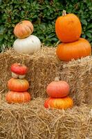 pumpkins in germany photo