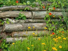 Flowers at the city of Papenburg photo