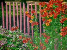 beautifull garden in papenburg photo