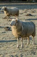 sheeps in germany photo