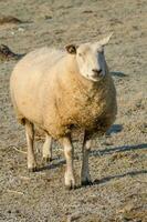 sheeps in germany photo