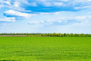 Beautiful horizon scenery in village meadow on color natural background photo