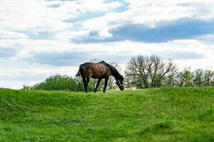 Beautiful wild brown horse stallion on summer flower meadow photo