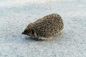 Photography on theme beautiful prickly little hedgehog goes into dense wild forest photo