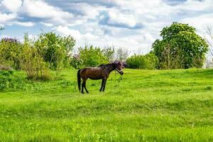 Beautiful wild brown horse stallion on summer flower meadow photo