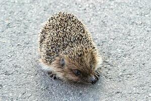 Photography on theme beautiful prickly little hedgehog goes into dense wild forest photo