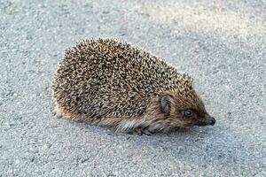 Photography on theme beautiful prickly little hedgehog goes into dense wild forest photo