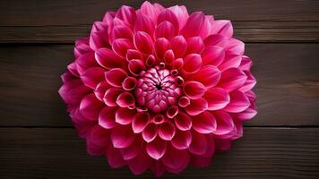 Beautiful Dahlia Flower on Wood Background with Copy Space, AI Generative photo