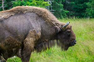 buffalo reserve  Sainte Eulalie en Margeride,lozere,france photo