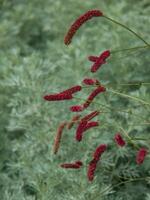 Flowers in Papenburg photo