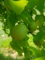 Green walnut on its branch photo