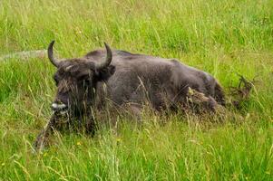 buffalo reserve  Sainte Eulalie en Margeride,lozere,france photo