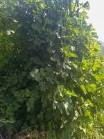 Sunlight Dancing on Fig Tree Leaves photo