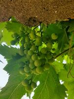 Lush landscape of hanging grapes photo