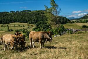 cevennes national park photo