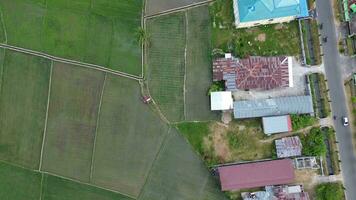 Antenne Aussicht von Paddy Felder. Antenne Aussicht von Landwirtschaft im Reis Felder zum Anbau im gorontalo Provinz, Indonesien. natürlich das Textur zum Hintergrund video