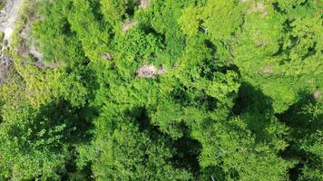 aerial view of tropical rainforest. The forest is in the Nani Wartabone National Park area video