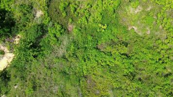 Antenne Aussicht von tropisch Regenwald. das Wald ist im das Nani Wartaknochen National Park Bereich video