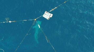 Aerial view of whale sharks playing with tourists on the boat video