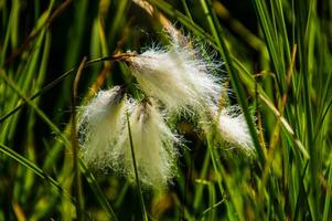 cevennes national park photo