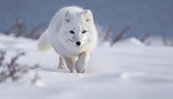 Fluffy Samoyed puppy running in winter snow generated by AI photo