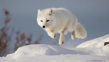 mullido de pura raza perro saltando, jugando en nieve generado por ai foto