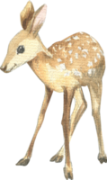 Drawing of a fawn with big ears in watercolor png