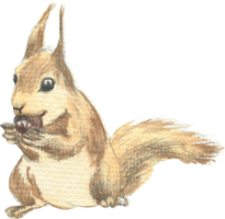 The drawing of a squirrel gnawing a nut was made in watercolor png