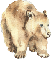 disegno di un' Marrone orso, disegnato nel acquerello png