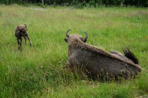 buffalo reserve  Sainte Eulalie en Margeride,lozere,france photo