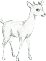 Drawing of a fawn with big ears in pencil png