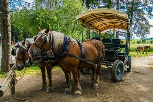 búfalo reserva sainte eulalia en Margeride, Lozere, Francia foto