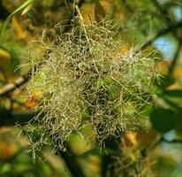 cotino coggygria, rhus cotino, árbol de humo, fumar árbol, fumar arbusto, o tintorero zumaque es un especies de floración planta. natural verde y rosado flor antecedentes foto