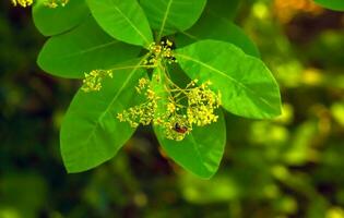 cotino coggygria, rhus cotino, árbol de humo, fumar árbol, fumar arbusto, o tintorero zumaque es un especies de floración planta. natural verde y rosado flor antecedentes foto