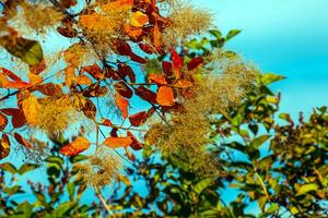 Cotinus coggygria, rhus cotinus, smoketree, smoke tree, smoke bush, or dyer's sumach is a species of flowering plant. Natural green and pink flower background photo