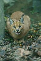 Portrait of Caracal in zoo photo