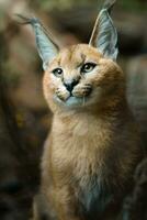 Portrait of Caracal in zoo photo