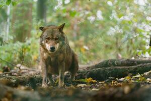 retrato de ibérico lobo en zoo foto