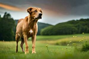 a dog is standing in the grass on a cloudy day. AI-Generated photo