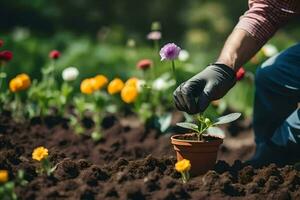 un hombre es plantando flores en un flor cama. generado por ai foto