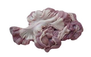 Fresh raw pork intestines, isolated on white background. Concept, weird food. Concept, weird food, can be cooked for variety delicious menu. Internal organs of pig. photo