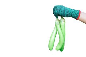 Hand wears gloves , holds eggplants, isolated on white background. Concept, agriculture crop. Food ingredient which can be cooked for variety delicious menu. Healthy eating, high fiber. photo